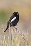 Lark Bunting